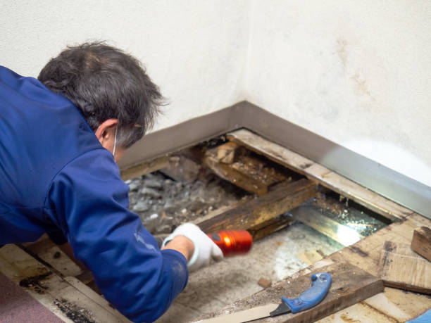 Best Same-Day Mold Removal  in Aberdeen Proving Ground, MD