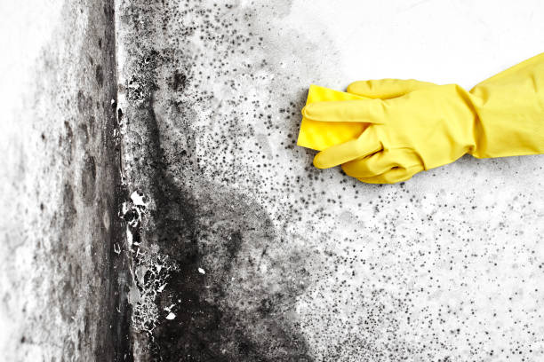 Best Commercial Mold Removal  in Aberdeen Proving Ground, MD