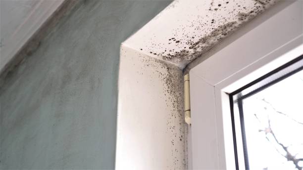 Office Mold Removal Services in Aberdeen Proving Ground, MD