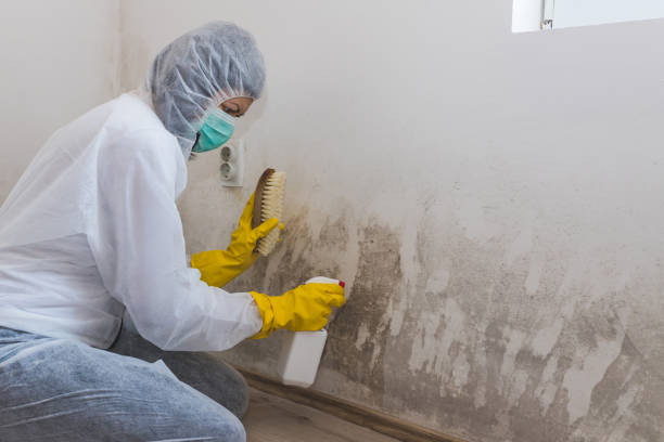 Mold Testing and Removal in Aberdeen Proving Ground, MD
