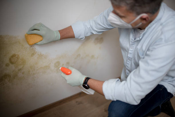 Best Certified Mold Removal  in Aberdeen Proving Ground, MD