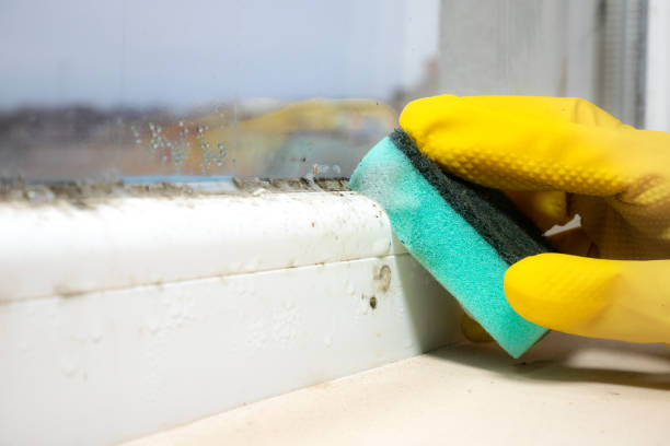 Best Attic Mold Removal  in Aberdeen Proving Ground, MD