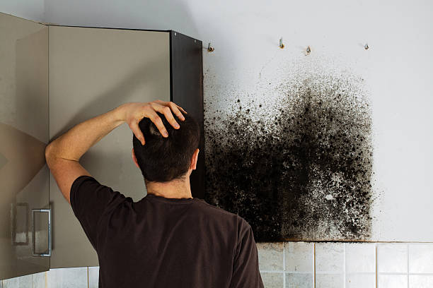 Home Mold Removal in Aberdeen Proving Ground, MD